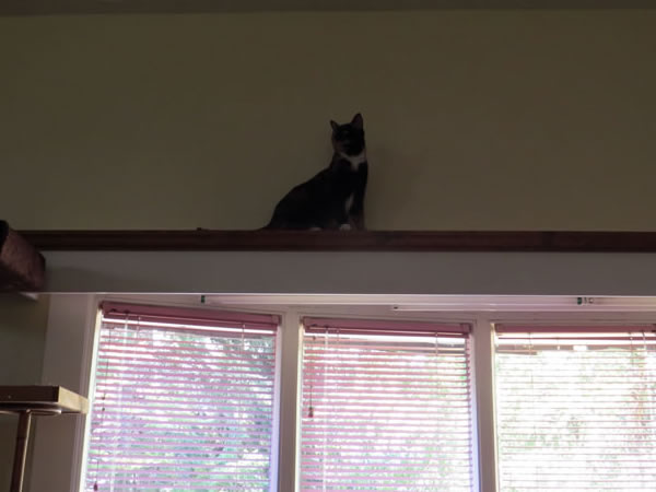 Cat on Window Ledge