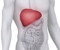 Liver - selling human organs