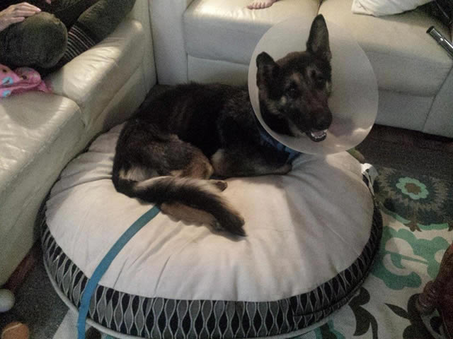Journey's New Bed