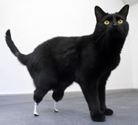 Oscar the cat gets a pair of prosthetic paws