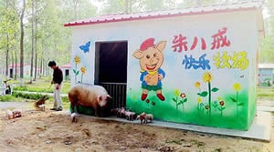Pig Villa In China