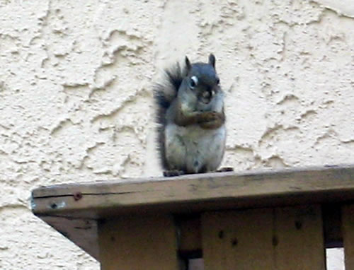 Squirrel with attitude