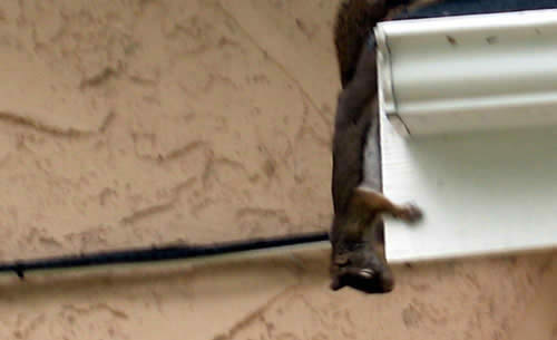 Pecker the squirrel thinks he is an acrobat