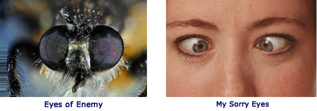 Fly eyes and human eyes