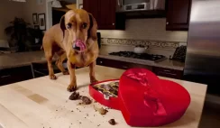 Dog Eating Chocolate
