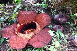 Rafflesia Arnoldii | Stinking Corpse Lily Smells Like Its Name
