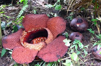 Rafflesia Arnoldii Dead Corpse Flower