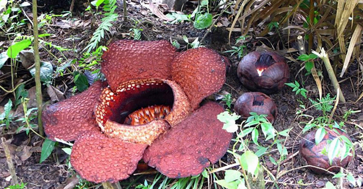 Rafflesia Arnoldii Dead Corpse Flower