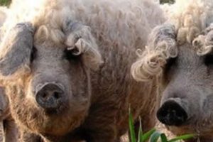Sheep-pig Shows Even Mother Nature Gets Confused