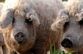 mangalitsa pig sheep