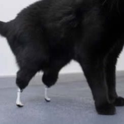 Prosthetic Paws - Oscar The Cat