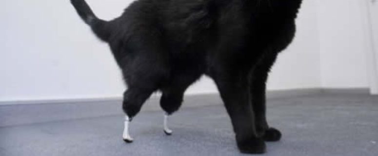 Prosthetic Paws - Oscar The Cat