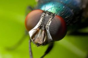 Why Are Flies So Darn Hard To Swat?