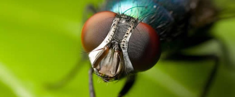 Close Up Of Fly