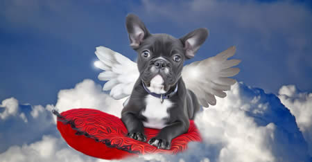 Heaven Bulldog Angel With Wings On Clouds