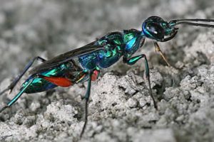 Emerald Cockroach Wasps
