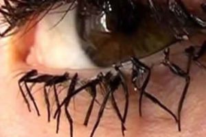 Flylashes Are Made Out Of Fly Legs
