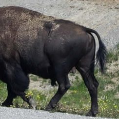 bison walking