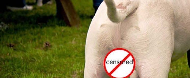 Dog Butt Censored