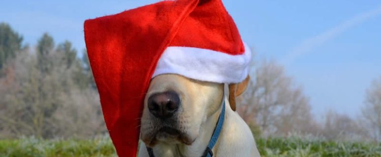 Dog Wearing Santa Hat
