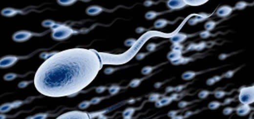 Male Sperm