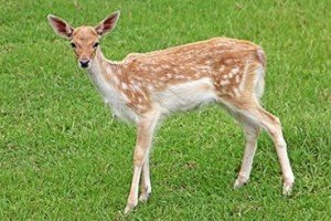 Bambi Arrested And Charged As Peeping Tom