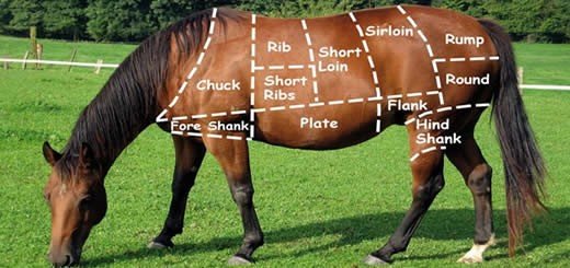 True or False - Horse Meat