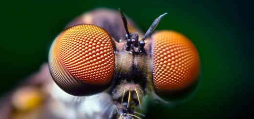 Compound Eyes of a Robber Fly By Thomas Shahan | www.flickr.com/photos/opoterser/