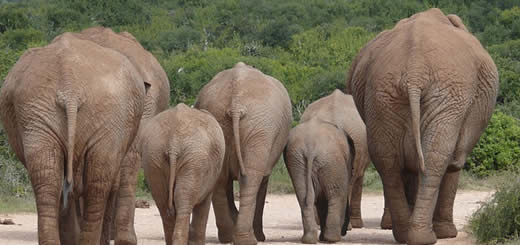 elephants walking