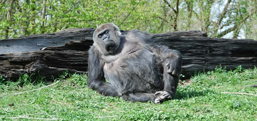 pregnant ape