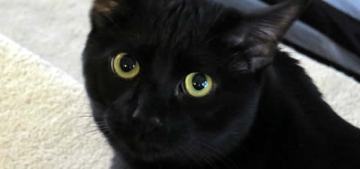Black Cat With Yellow Eyes