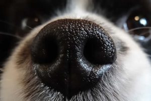 Awesome Facts About Dogs