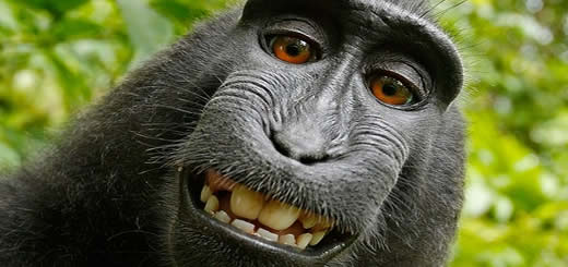 funny ape