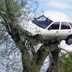 car in tree