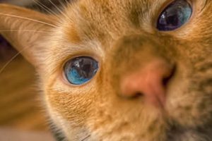 The Narcotic Detecting Cat | By Steven Wilson