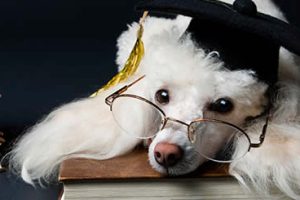 University Degrees So Easy A Dog Can Earn Them