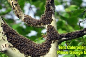 Tent Caterpillars Invade Prince George | Our Back Yard