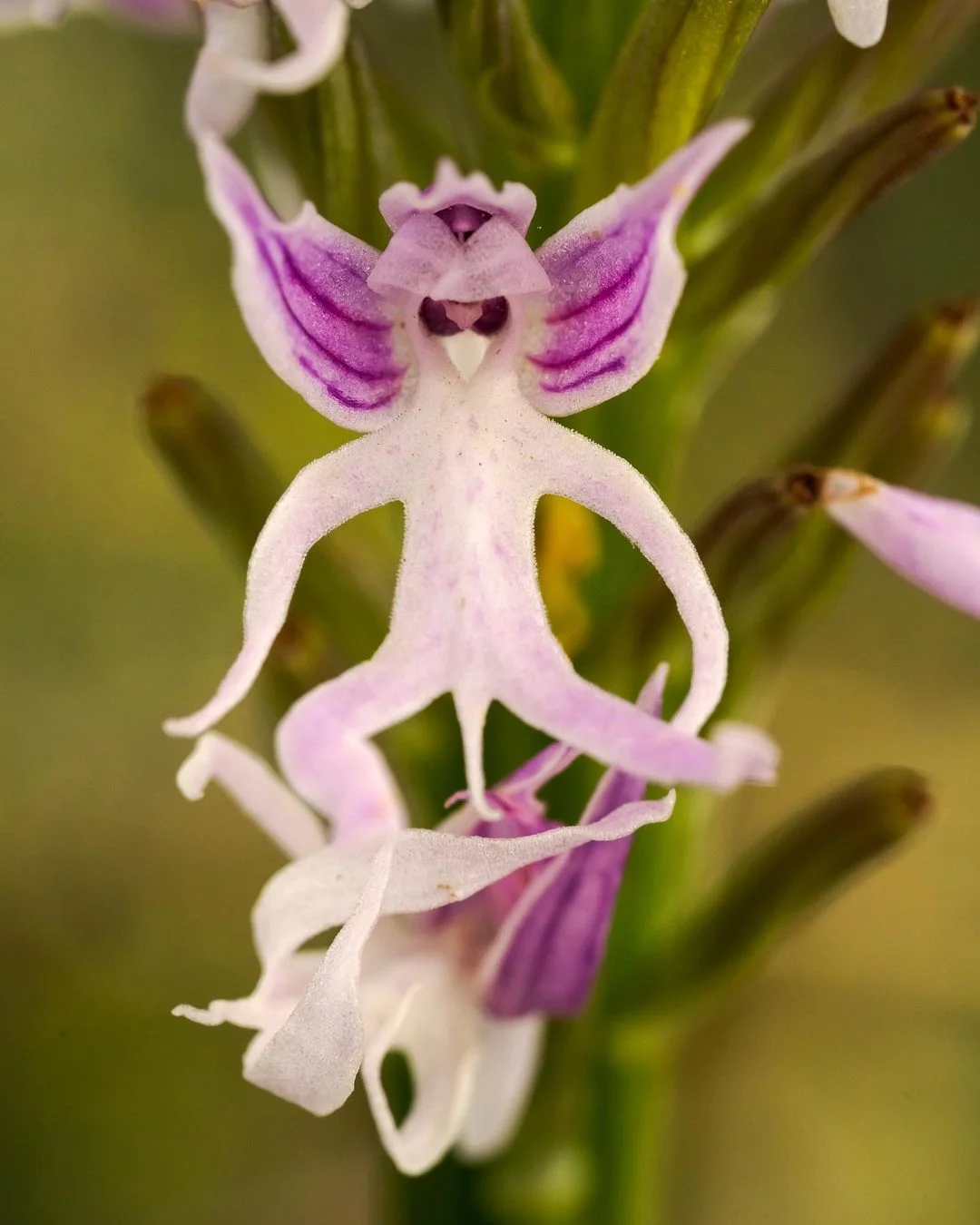a naked man orchid