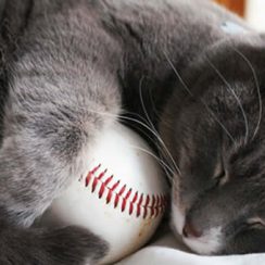 Cat to throw baseball