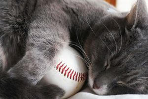 Hero Cat Throws Ceremonial First Pitch At Baseball Game