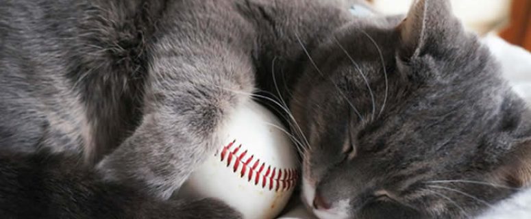 Cat to throw baseball