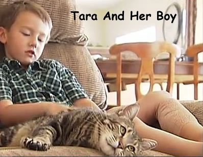 Tara the cat saves boy