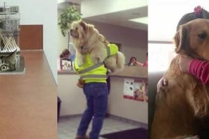 Animals That Do Not Want To Go To The Vet