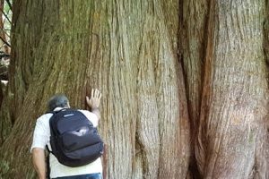 The Magnificent Ancient Forest Trail | Chun T’oh Whudujut Provincial Park