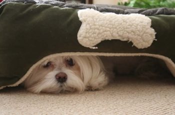 Funny Dog Hiding