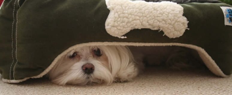 Funny Dog Hiding