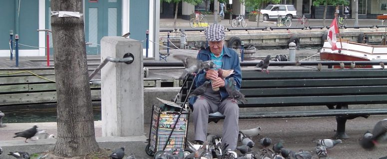old man feeds pigeons
