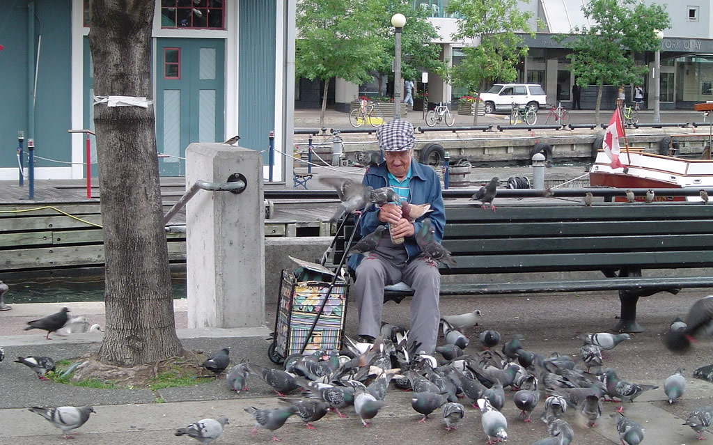 old man feeds pigeons