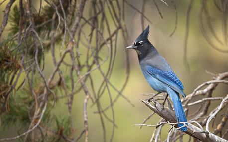 The provincial bird for British Columbia is the Stellar jay