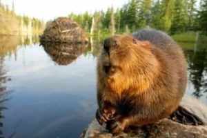 The Enduring Symbolism: Why Canada Is Inextricably Linked With Beavers